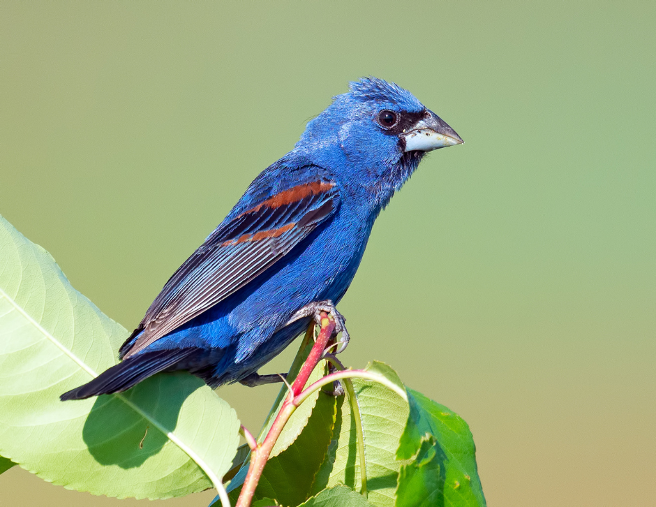 Blue grosbeak