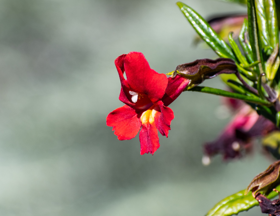 Patriotic bloom