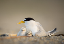 California least tern