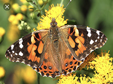 Painted lady butterfly