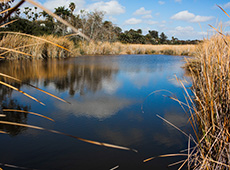 Buena Vista lagoon