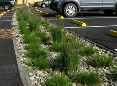 Parking lot landscaping