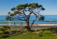 Tree in front of the ocean