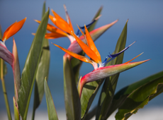 bird of paradise flowers